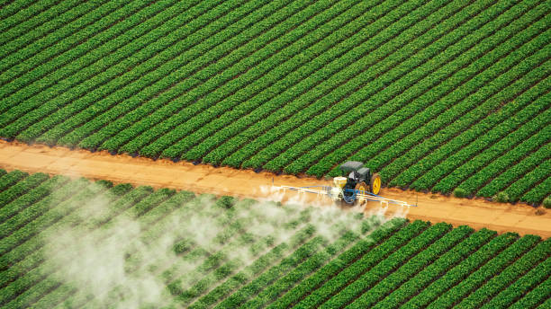 Best Mosquito Control Services  in Nogales, AZ