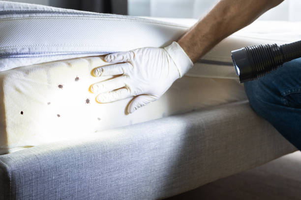 Best Best Pest Control Companies  in Nogales, AZ