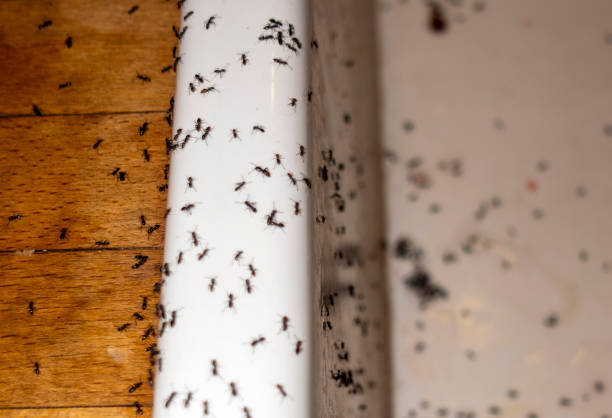 Best Residential Pest Control  in Nogales, AZ