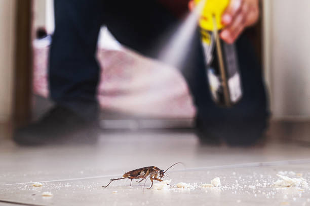 Spider Control Near Me in Nogales, AZ